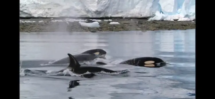 Killer whale (Orcinus orca) as shown in Frozen Planet - Summer